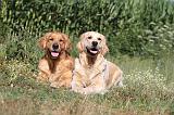 GOLDEN RETRIEVER 074